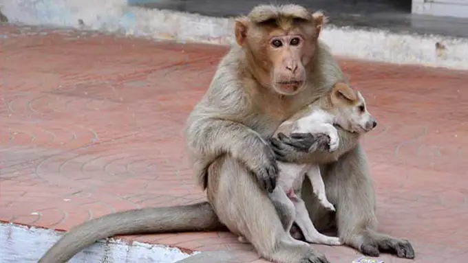 Haru, Monyet Ini Selamatkan Anak Anjing dari Anjing Liar
