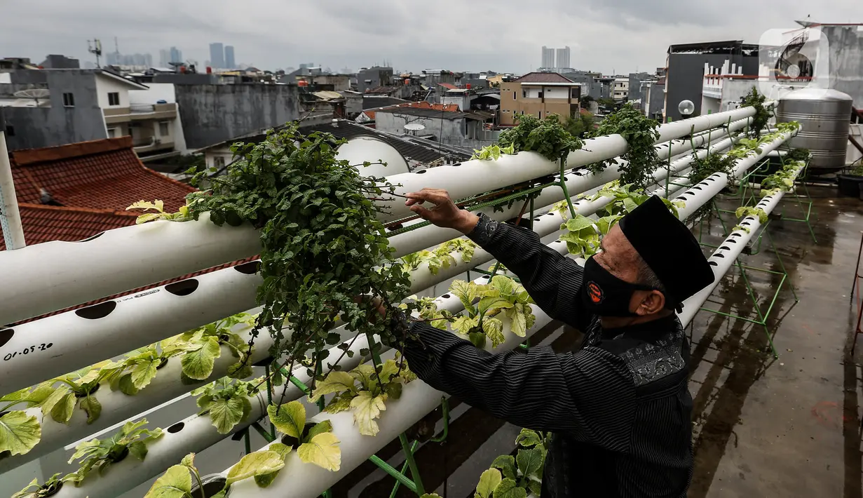 Petugas masjid, Asikin memeriksa tanaman hidroponik yang memanfaatkan lahan kosong di lantai empat sebuah masjid di Jakarta Barat, Jumat (8/1/2020). Berbagai sayuran yang dihasilkan dibagikan kepada warga sekitar dan sebagian dijual untuk menambah pemasukan masjid tersebut (Liputan6.com/Johan Tallo)