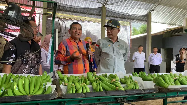 Kehadiran Korporasi Petani Pisang Blitar Siap Ekspor Pisang Cavendish