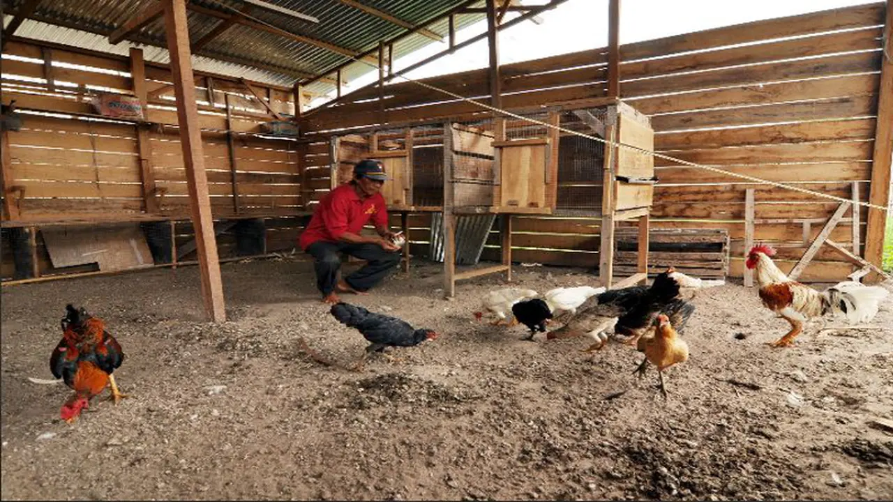 Harga Ayam