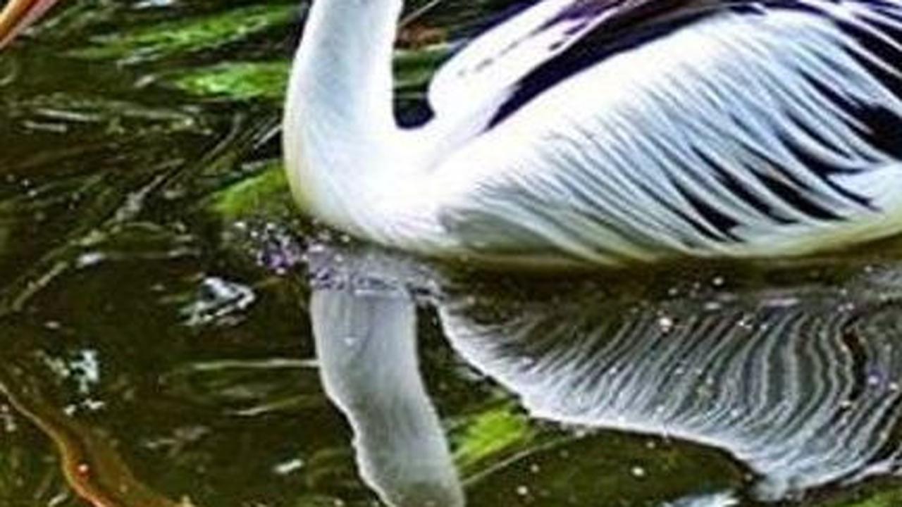 2. Burung Pelikan<br>