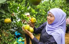 Gubernur Khofifah Tegaskan Produksi Jeruk Jatim Terbesar Nasional, Dorong Konsumsi Jeruk Lokal