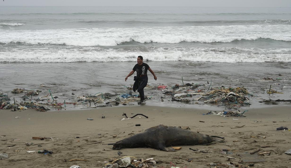Seorang pria berjalan melewati bangkai singa laut di pantai Los Delfines yang berserakan sampah, di distrik Ventanilla, Callao, Peru, Rabu, 2 Agustus 2023. (AP Photo/Martin Mejia)