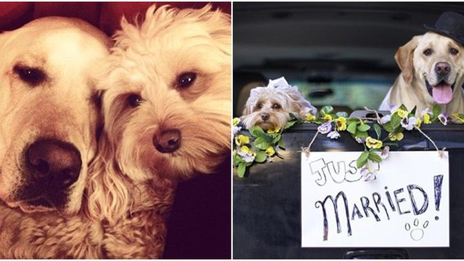 Anjing Pun Punya Pernikahan Romantis Seperti Manusia Lifestyle Fimela Com