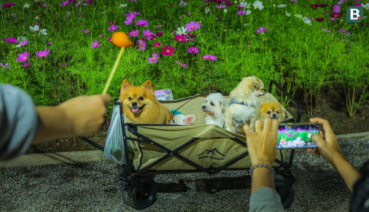 Sekumpulan anjing yang menjadi pusat perhatian pengunjung di Charming Chiang Mai Flower Festival pada Kamis (11/12/2025). (Bola.com/Bagaskara Lazuardi)