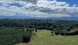 Di lereng pegunungan Costa Rica, tepatnya di Hacienda Alsacia, setiap lekukan tanah dihiasi barisan pohon kopi yang terbentang sejauh mata memandang. Kebun ini tak sekadar menghasilkan biji kopi, tetapi juga melahirkan gagasan tentang bagaimana kopi seharusnya ditanam, dirawat, dan diwariskan kepada generasi berikutnya.