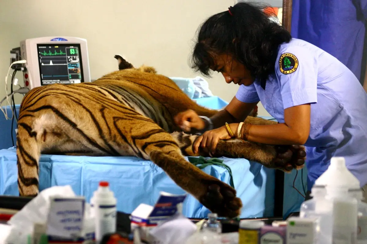 Erni Suyanti Simanis Penyelamat Harimau Sumatra Yang Hampir Punah