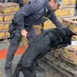 Joel, si anjing, menjadi kunci dalam membantu polisi Italia mengidentifikasi kokain dalam pengiriman pisang. (Guardia di Finanza via AP)