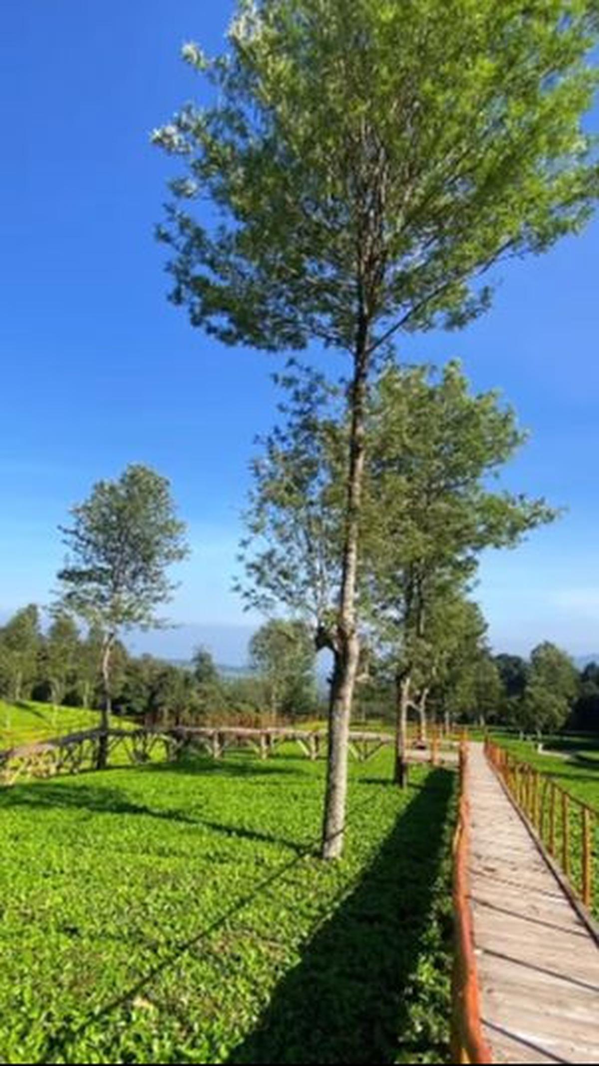 <b>Gambung</b>
