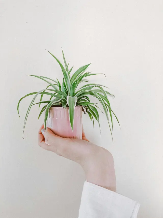 Lili Paris (Spider Plant), 8 Tanaman Hias Penyerap Lembap di Rumah, Cegah Jamur Tanpa Dehumidifier