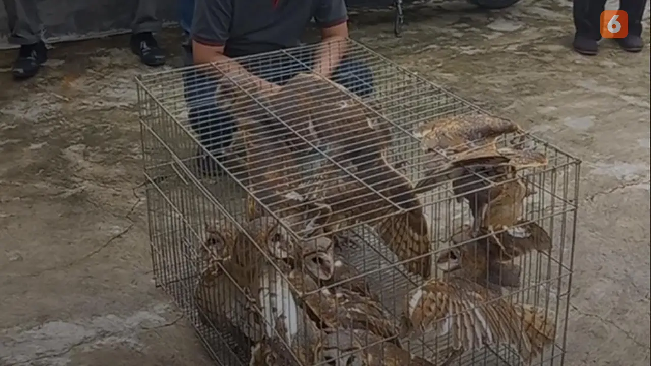Burung hantu jadi andalan petani Jombang usir hama tikus (Liputan6.com/Istimewa)
