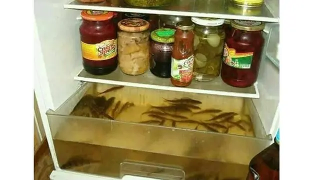 6 Tempat Pelihara Ikan Hias Ini Anti-mainstream Banget, Bikin Tepuk Jidat
