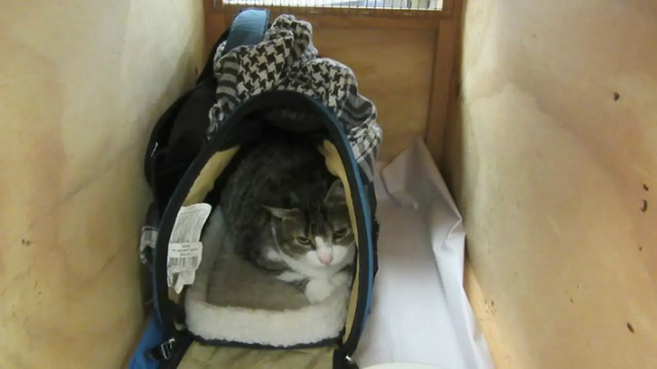 Kucing tas tangan