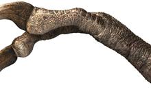Terkubur di Bawah Gurun, Cakar Dinosaurus Terbesar Ini Terawetkan Sempurna Selama Jutaan Tahun