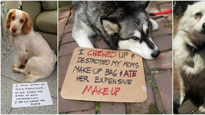 (c) Dogshaming.com
