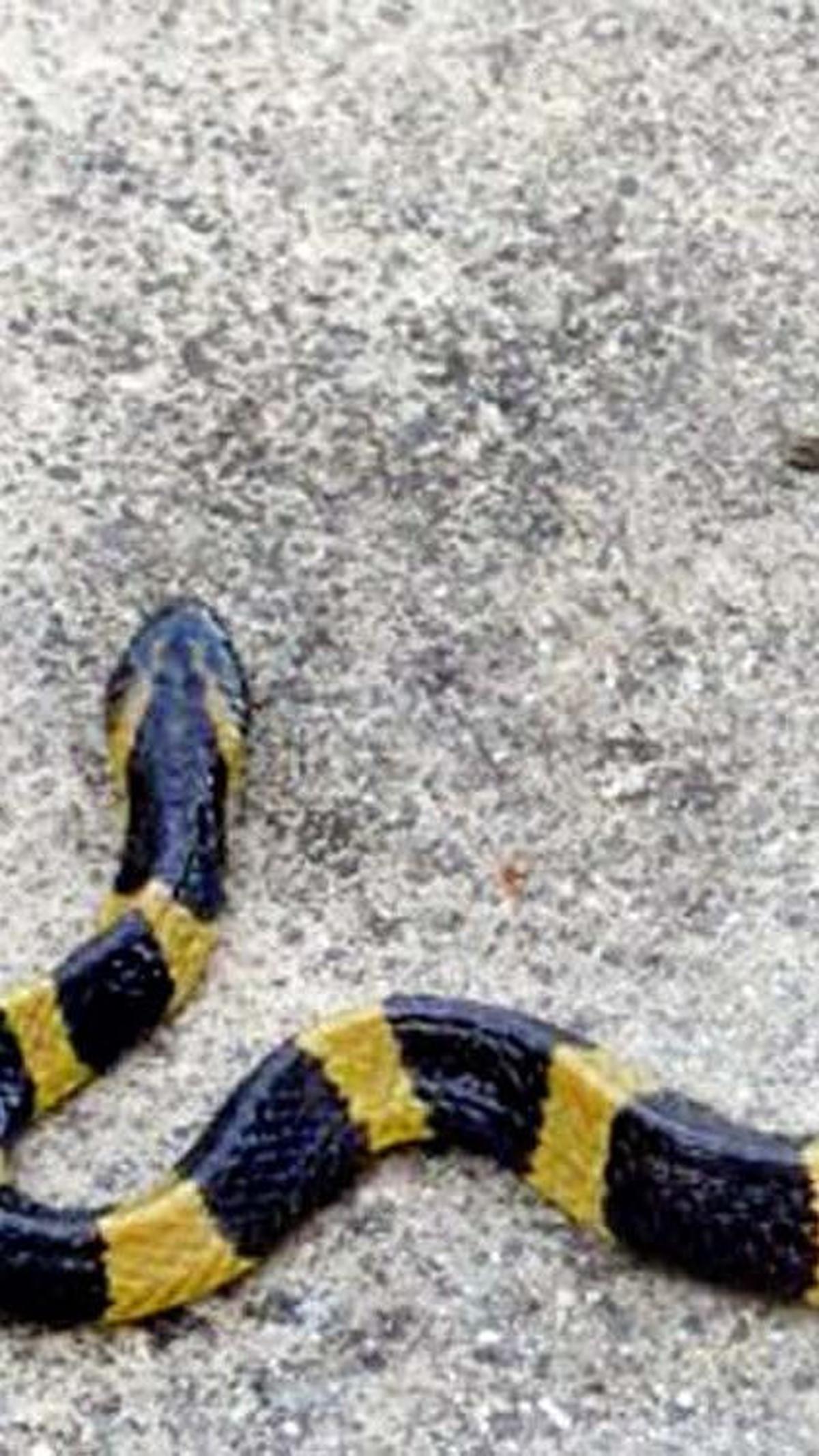 <b>9. Ular Welang (Bungarus Fasciatus)</b>