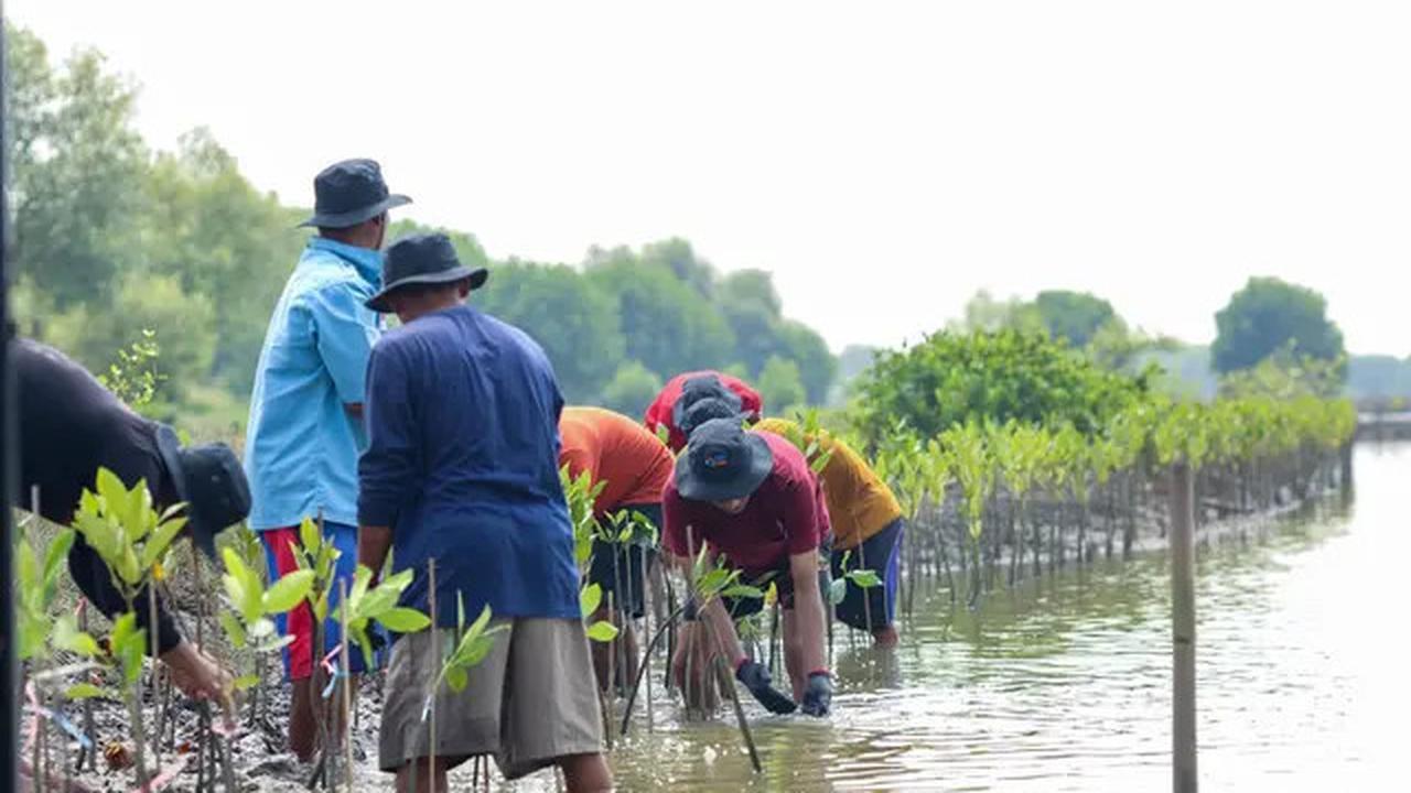 Hari Mangrove Sedunia 2025, BRI Tunjukkan Aksi Nyata Selamatkan Ekosistem Pesisir Muara Gembong Bekasi Lewat BRI Menanam - Grow &amp; Green