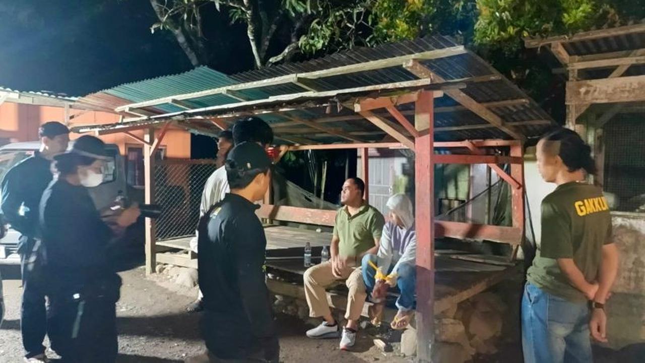 Jaringan Penjual Satwa Dilindungi Terungkap, Penangkapan Pelaku Perdagangan Tapir di Pasaman Bertambah
