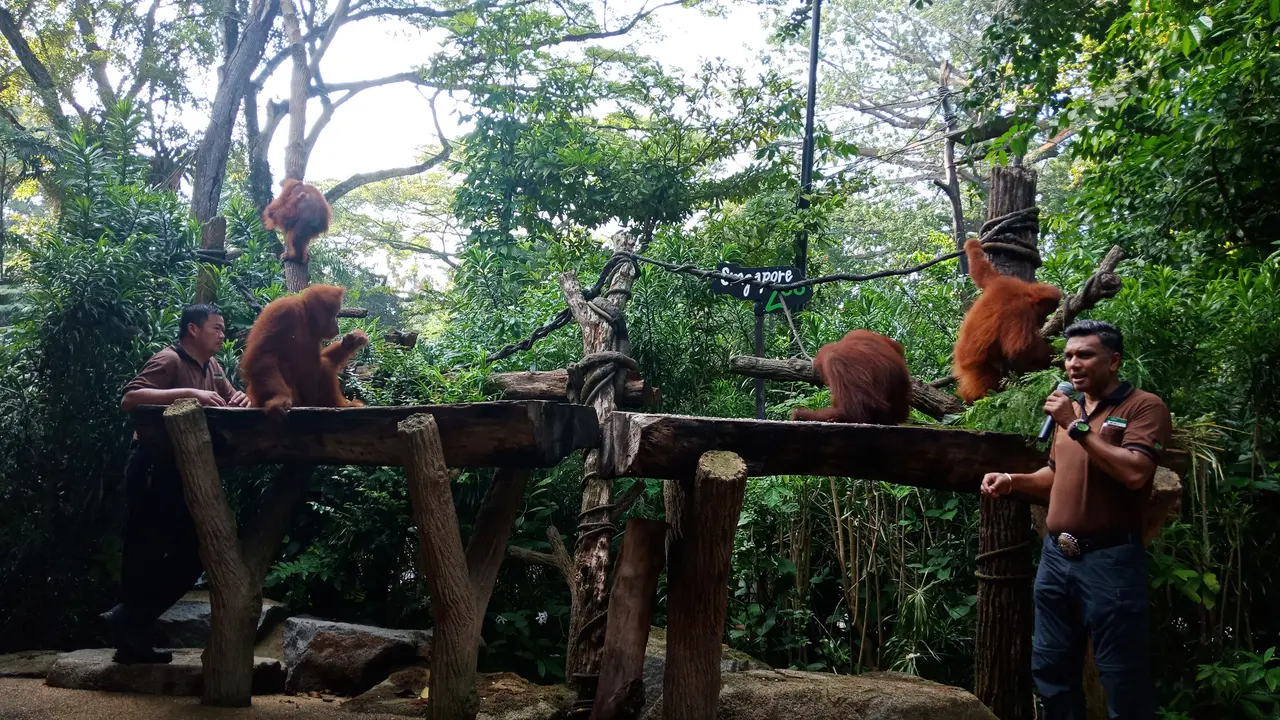 Daya Tarik Jelajah Wisata Alam Liar di Singapura