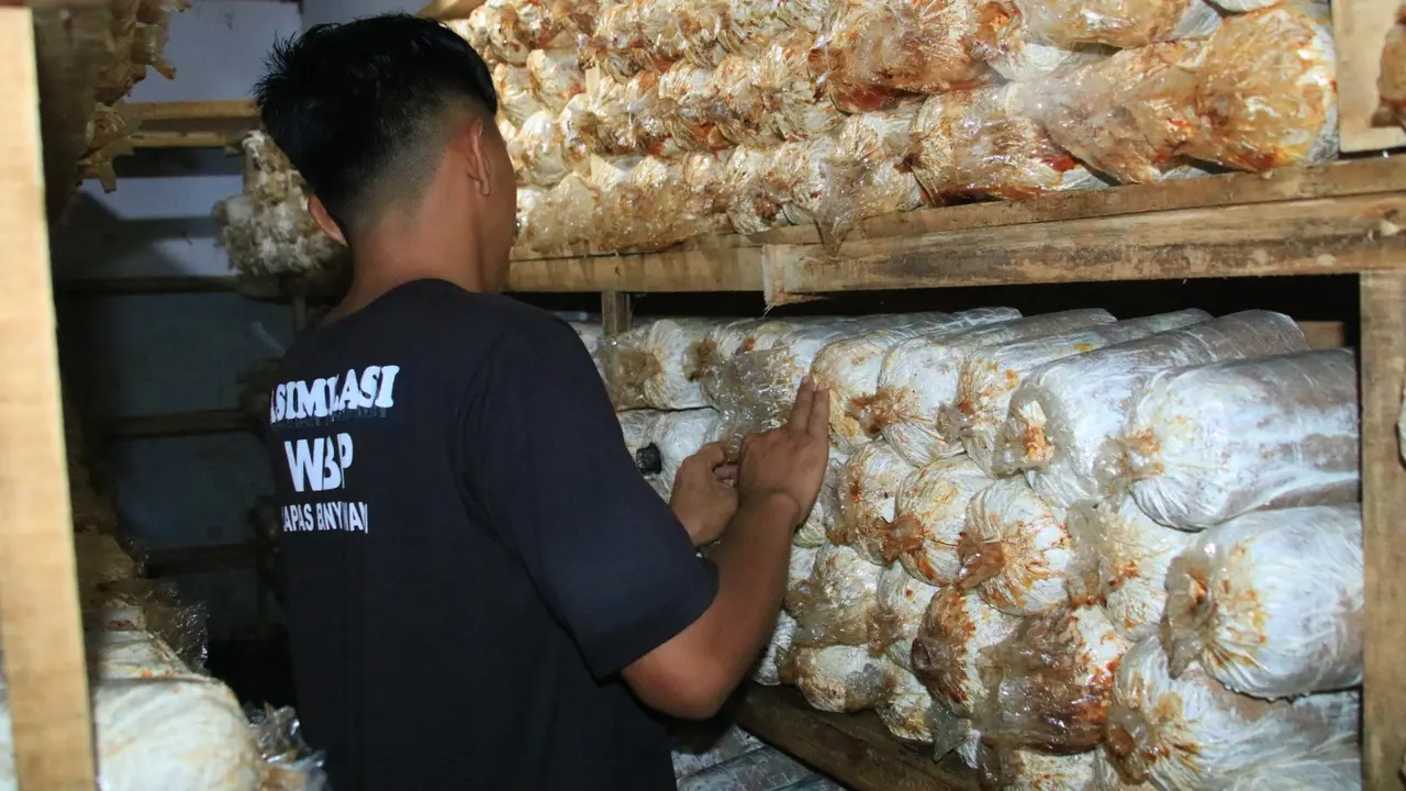 Warga Binaan Lembaga Pemasyarakatan Banyuwangi lakukan budidaya Jamur Tiram (Istimewa)