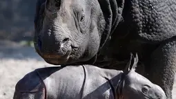 Betty badak bercula satu dan putra barunya yang baru lahir bermain di kandang mereka di Kebun Binatang di Berlin, Jerman, Kamis, (6/9). Anak badak dari bunda Betty ini lahir di pagi hari Rabu, 5 September 2018. (AP Photo/Michael Sohn)