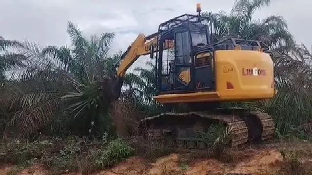 Pohon-pohon Sawit di Lahan Taman Nasional Tesso Nilo Mulai Ditebang demi Pulihkan Keadaan