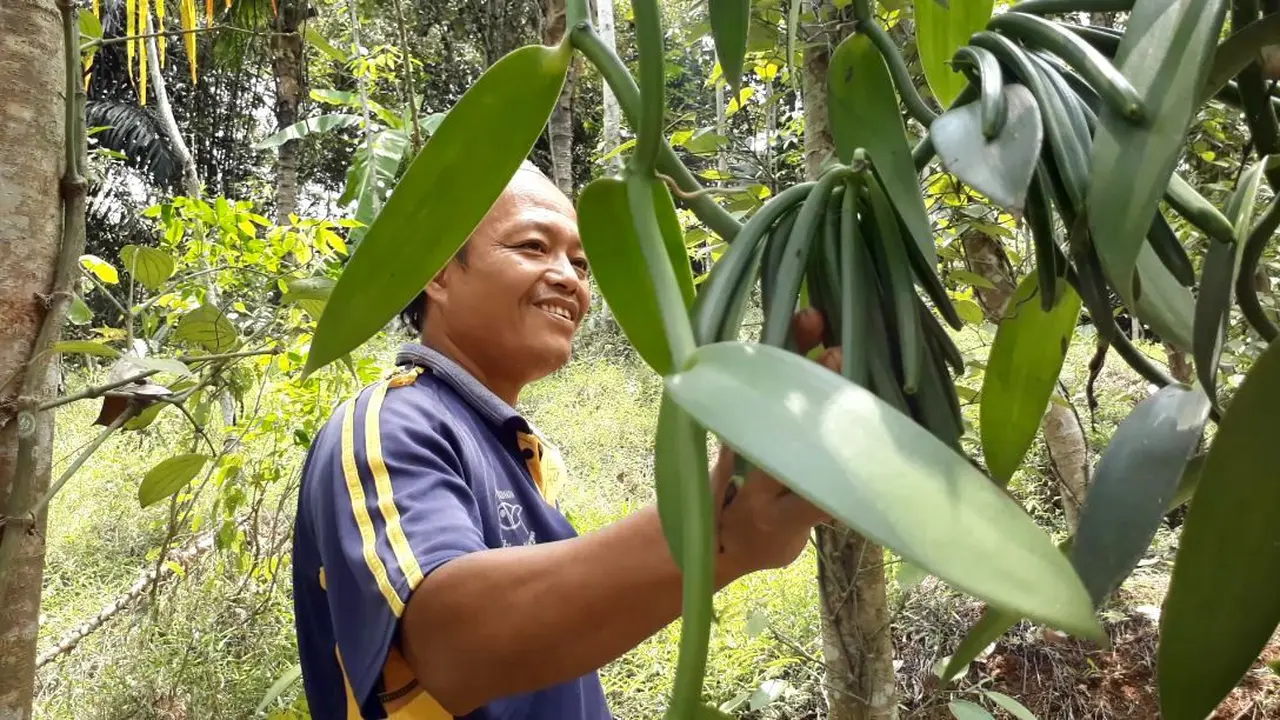 Calon polong vanili super atau Grade A. (Liputan6.com/Muhamad Ridlo)