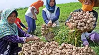 Anggota DPR RI, Komisi IV, Andi Akmal Pasluddin sangat menyayangkan atas ketetapan kebijakan pembebasan impor bawang putih dan bawang bombay hingga 31 Mei 2020 oleh kementerian Perdagangan.