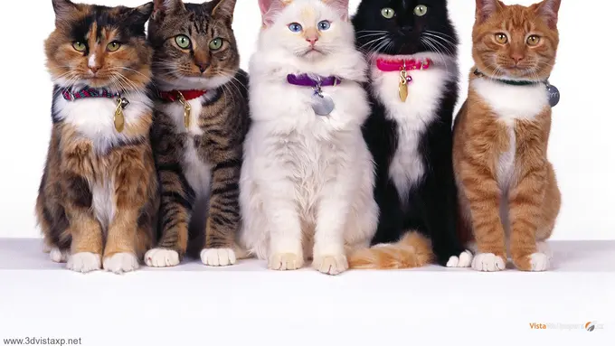 10 Alasan Kenapa Pelihara Kucing Menguntungkan