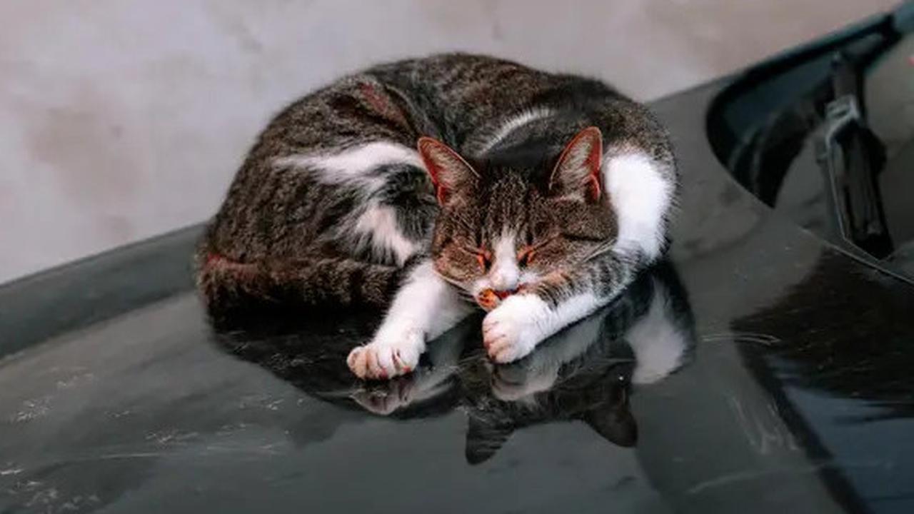 Cara Menghilangkan Kutu Kucing yang Efektif dan Aman