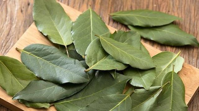 Daun Salam (Sumber: iStock)