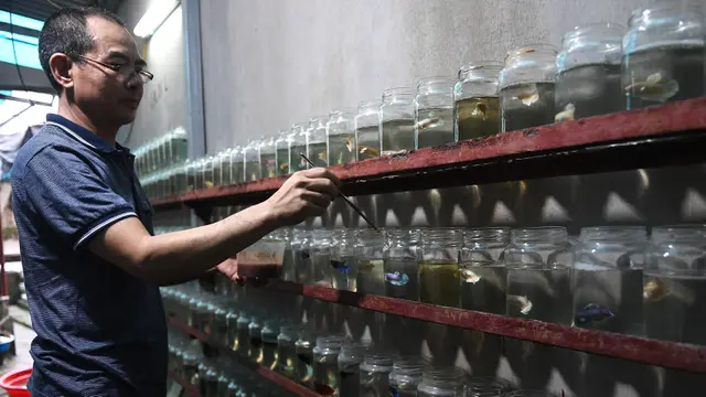FOTO: Melihat Budidaya Ikan Cupang di Vietnam