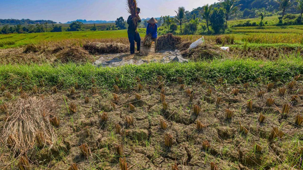 FOTO: Wereng dan Kekeringan Picu Gagal Panen di Jonggol