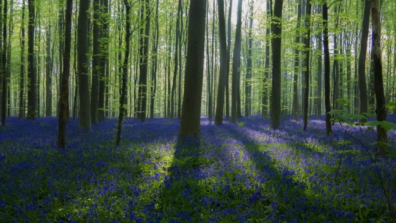 Super Cantik, Pesona Hutan Hallerbos Bagai di Negeri Dongeng