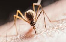 Temuan Tulang Purba Ungkap Penyakit Malaria Mulai Menjangkiti Manusia Sejak 5.000 Tahun Lalu, Begini Sejarahnya