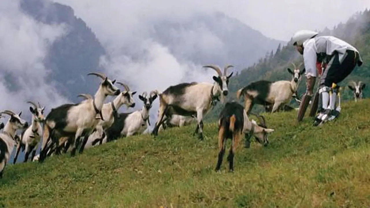 Manusia menjadi domba gunung.