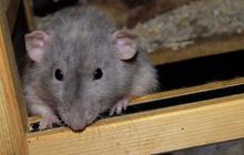5 Metode Aman Usir Tikus dari Plafon Tanpa Racun, Bikin Rumah Tetap Aman dan Bersih