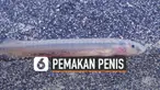 Ikan candiru disebut sebagai ikan yang sangat berbahaya di dunia. Meskipun ukurannya kecil ikan itu bisa memakan penis manusia dari dalam.
