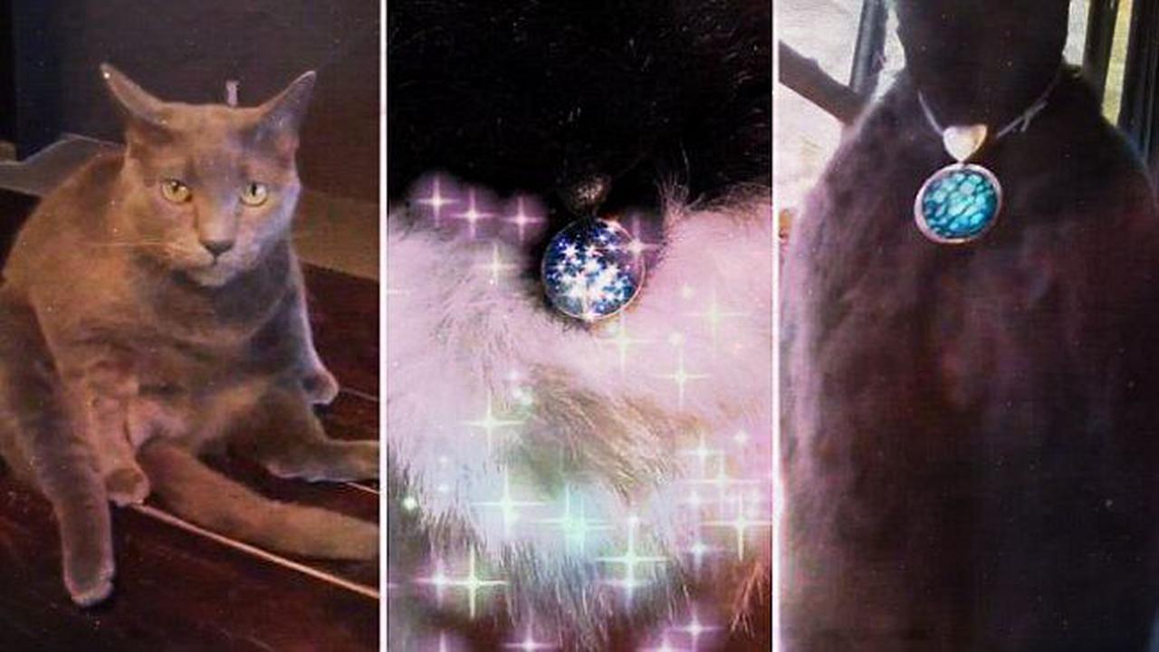 Pantat Kucing Memikat Berkat Aksesoris Mengkilap