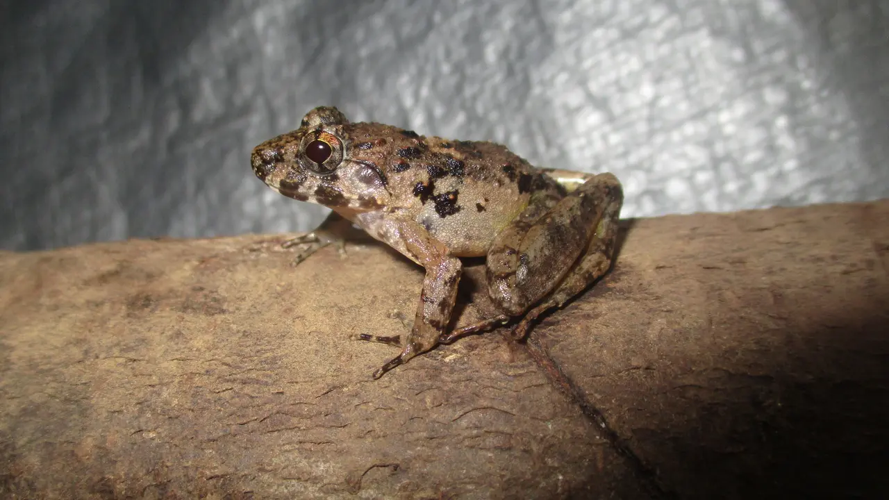 katak bertaring
