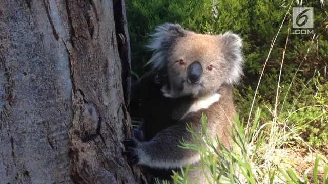 Seekor bayi koala sempat terpisah dari induknya, beruntung seorang warga menemukannya dan membawanya bertemu lagi dengan sang induk.