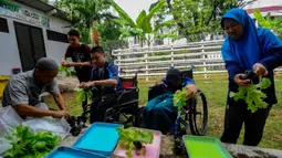 Kebun hidroponik ini juga menjadi sarana pembelajaran murid penyandang disabilitas. (merdeka.com/Arie Basuki)