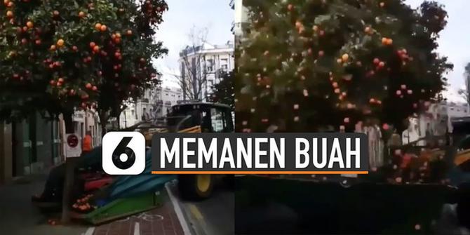 VIDEO: Cara Memanen Buah Jeruk dengan Alat Canggih, Unik Banget