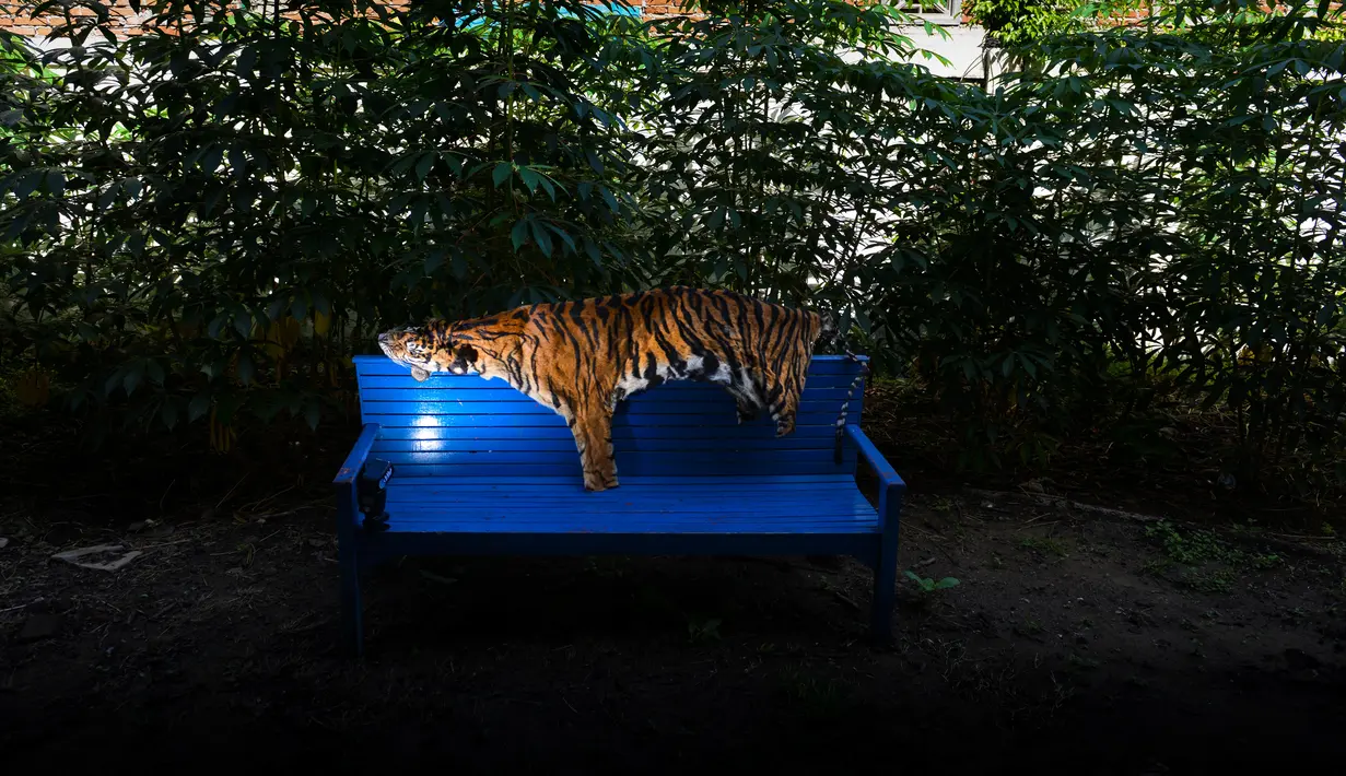 Barang bukti kulit harimau Sumatra terlihat di kantor konservasi satwa liar di Banda Aceh, Aceh, Rabu (12/12). Polisi menangkap seorang pria karena diduga membunuh harimau Sumatra dan mencoba menjual tubuh satwa dilindungi itu. (CHAIDEER MAHYUDDIN/AFP)