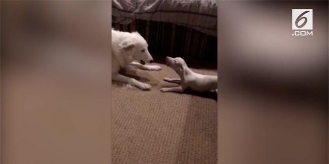 VIDEO: Terlahir Cacat, Anjing Ini Malah Mirip Piglet