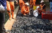 KKP Ungkap Opsi Pemanfaatan Ikan Sapu-Sapu: Bisa Jadi Pupuk hingga Tepung, Tapi Berisiko