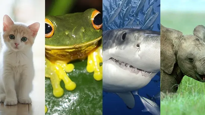 Foto: berbagai sumber