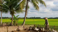 6 Ternak Cepat Untung Tanpa Kandang Permanen, Modal Minim Hasil Maksimal