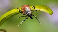 Wetland Virus alias WELV Ditemukan di China Lewat Gigitan Kutu, Apa Berpotensi Jadi Epidemi atau Pandemi? Foto: Freepik.