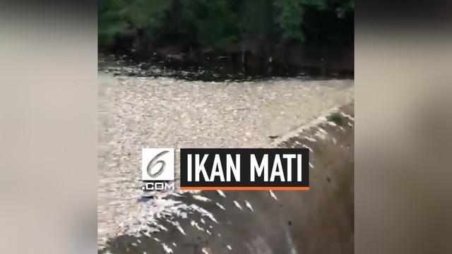 Get Wallpaper Berita Ikan Hari Ini Kabar Terbaru Terkini Liputan6 Com Page 2 For iPhone